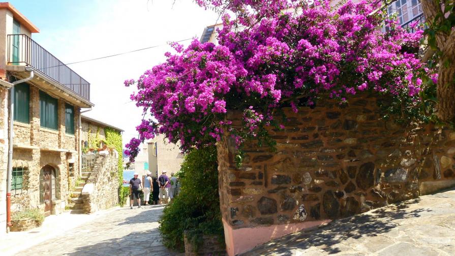 Bougainvillier de Collioure