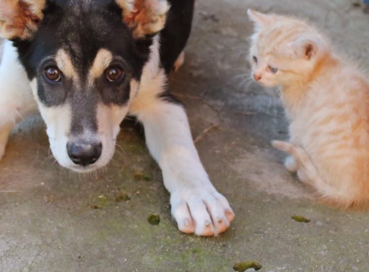 Dog & little cat