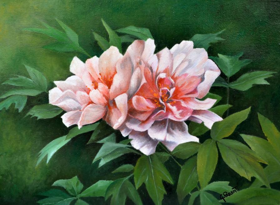 Peonie