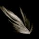 untitled feather 