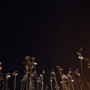 The mirrors of nature in Cignus