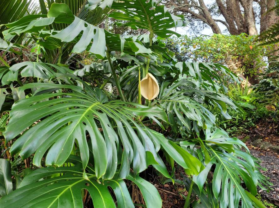 monstera in flower