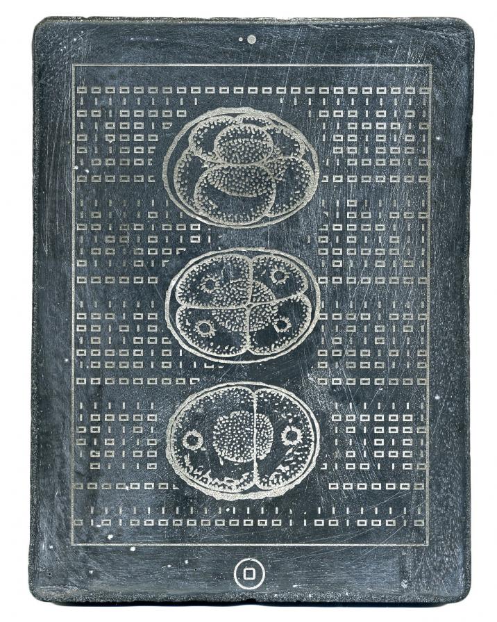 CODEX (Ovum)