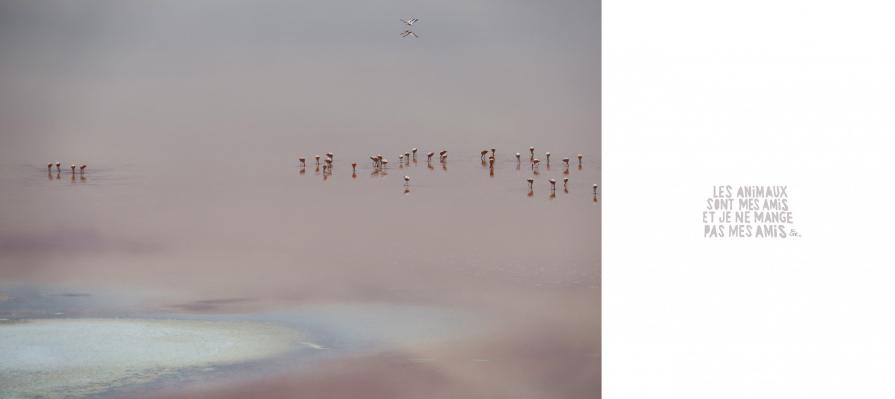 FLAMINGOS IN BOLIVIA