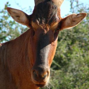 South Africa. Animals