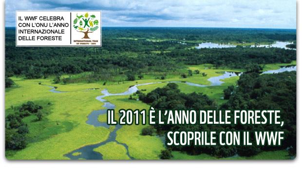 "IL RICHIAMO DELLA FORESTA" Expo Internazionale Di Arti Visive