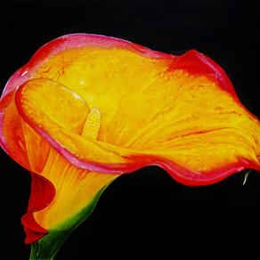 "CALLA II"