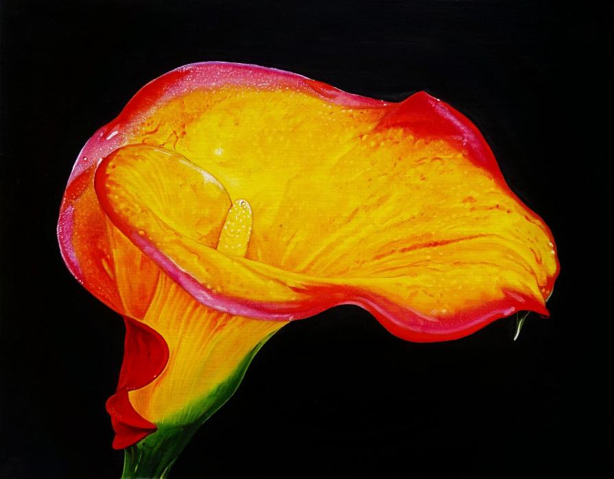 "CALLA II"