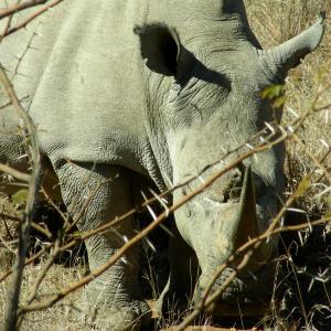 South Africa. Animals