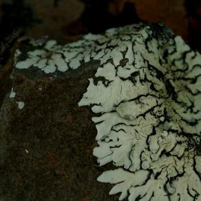 Moss growing on rocks