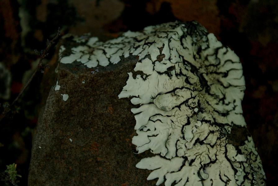 Moss growing on rocks