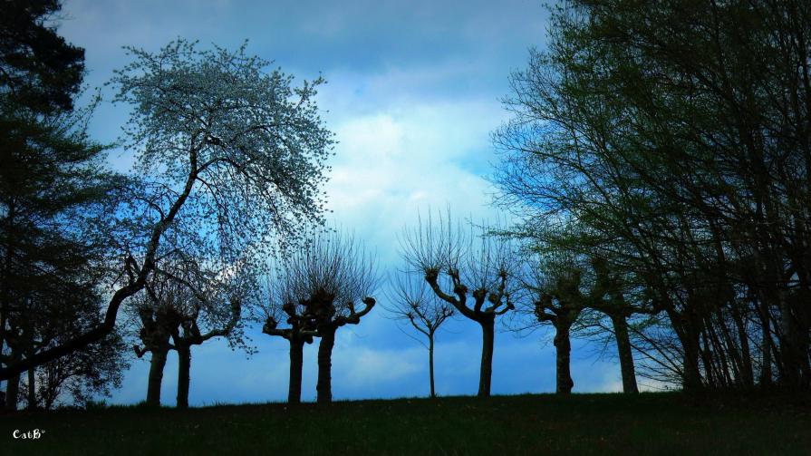 La danse des arbres