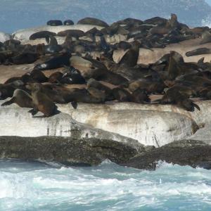 South Africa. Animals