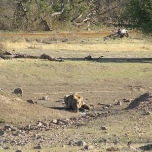 South Africa. Animals