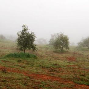 olive grove in the montagnola