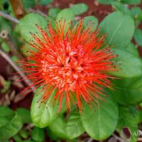 Red Flower