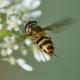 Hover Fly