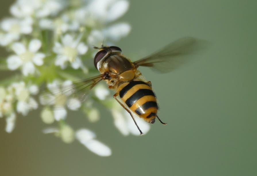 Hover Fly