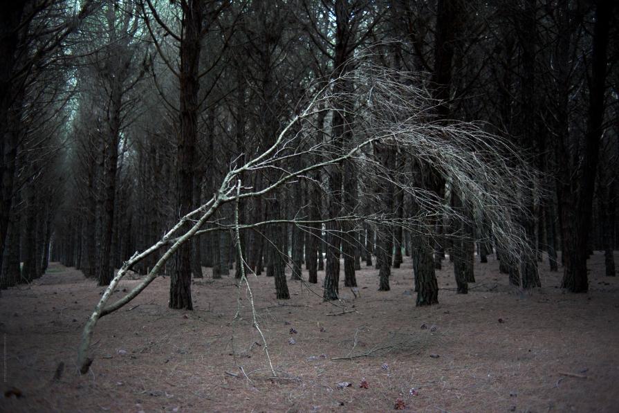 Albero bianco