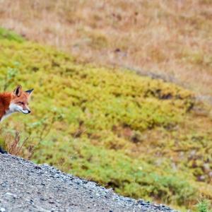 USA. Alaska 1/3. Life forms