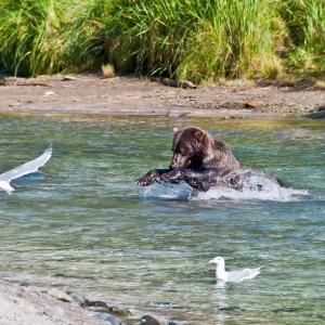 USA. Alaska 1/3. Life forms