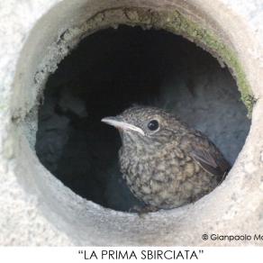 LA PRIMA SBIRCIATA