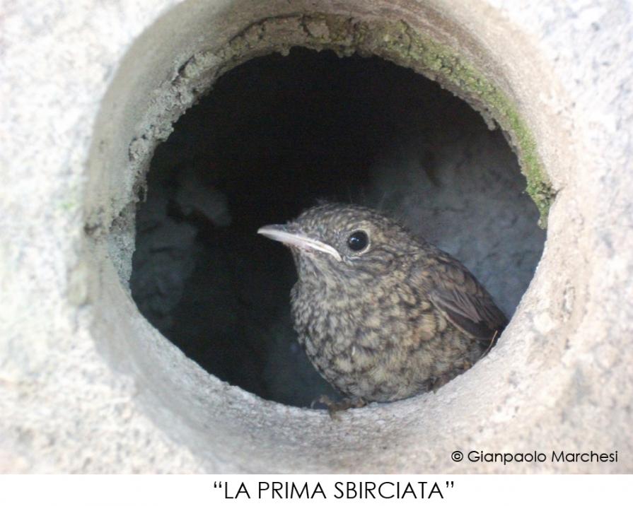 LA PRIMA SBIRCIATA