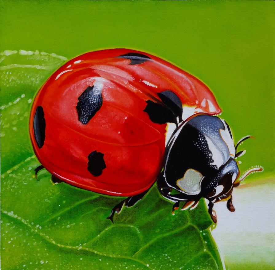 "LADYBUG I"