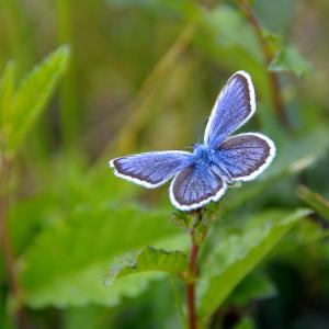 Butterflies in Ukraine