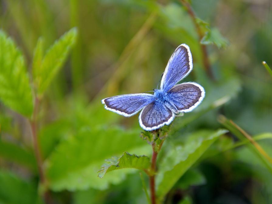 Butterflies in Ukraine