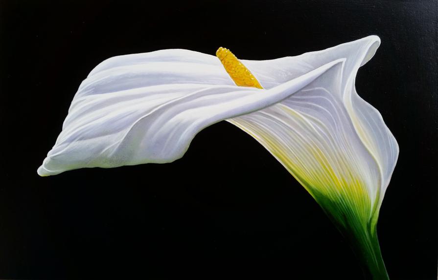 "WHITE CALLA"