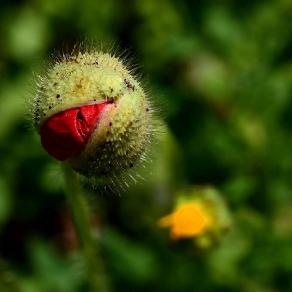 La nascita di ... un Papavero - The birth of ... a poppy