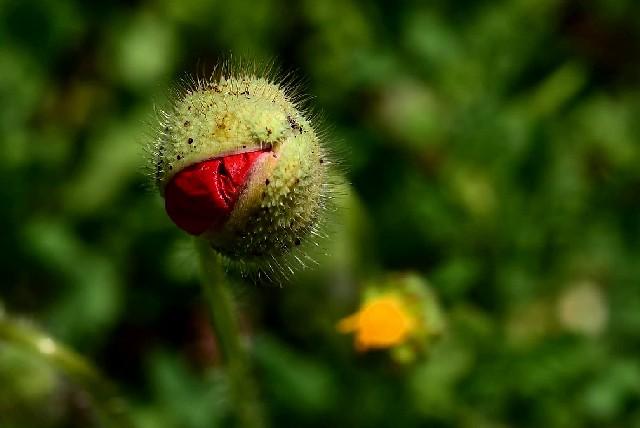 La nascita di ... un Papavero - The birth of ... a poppy