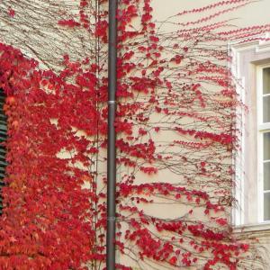 Italy. Trentino Alto Adige. Autumn colors