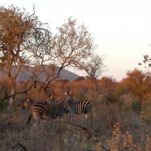 South Africa. Animals