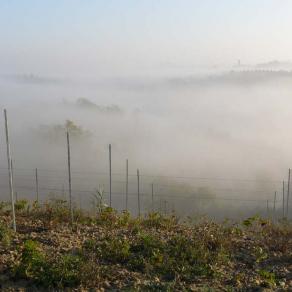 The fog in the vineyard