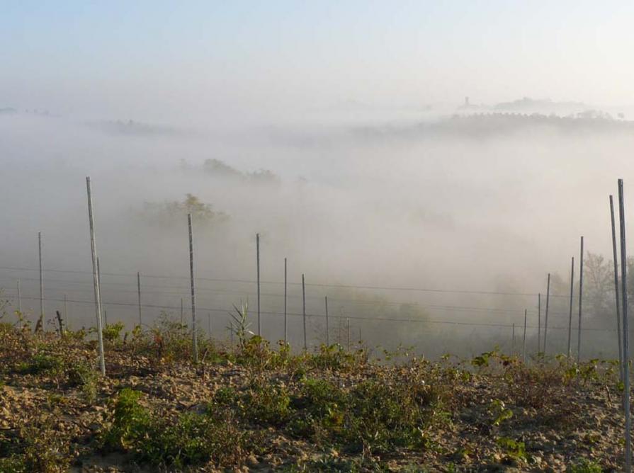 The fog in the vineyard