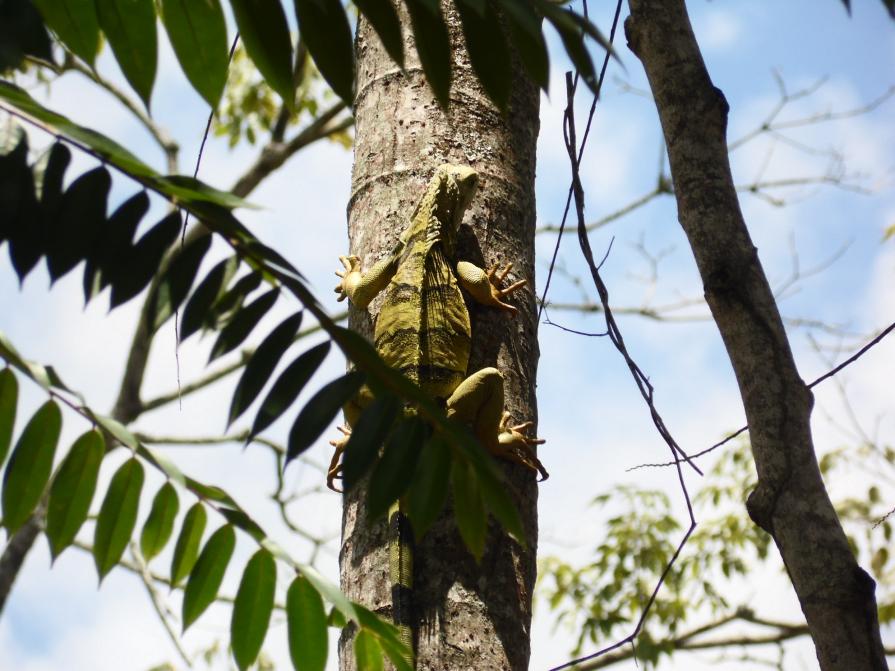 iguana