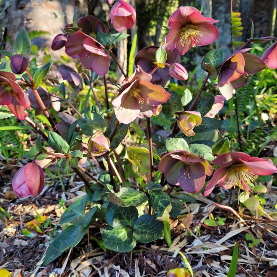 hellebore penny's pink in spring (base photo)