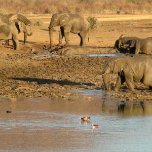 South Africa. Animals