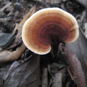 Mushrooms of the Serra Azul.