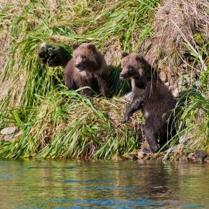 USA. Alaska 1/3. Life forms