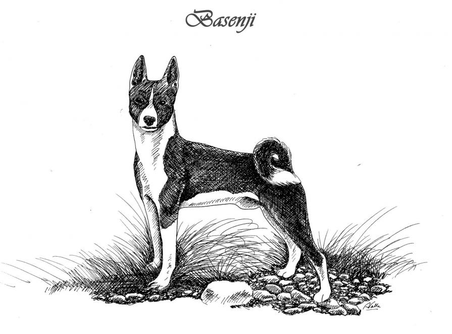 BASENJI