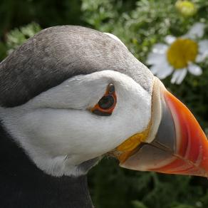 Puffin