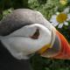 Puffin