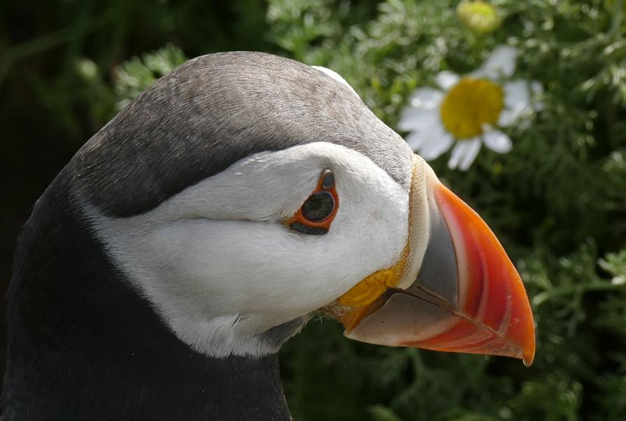 Puffin