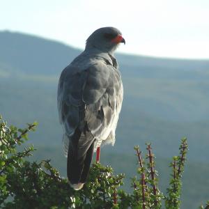 South Africa. Animals