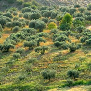 Italy. Calabria. Countryside