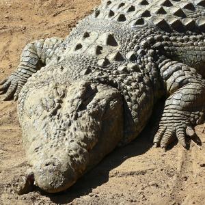 South Africa. Animals