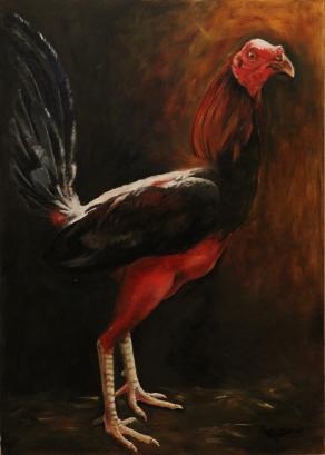 Gallo de pelea Cubano